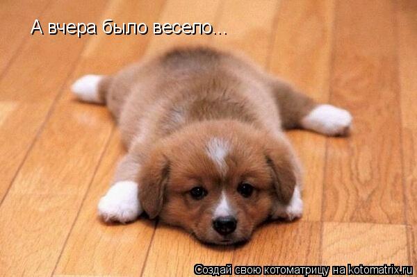 А вчера было весело...... Котоматрица: А вчера было весело...