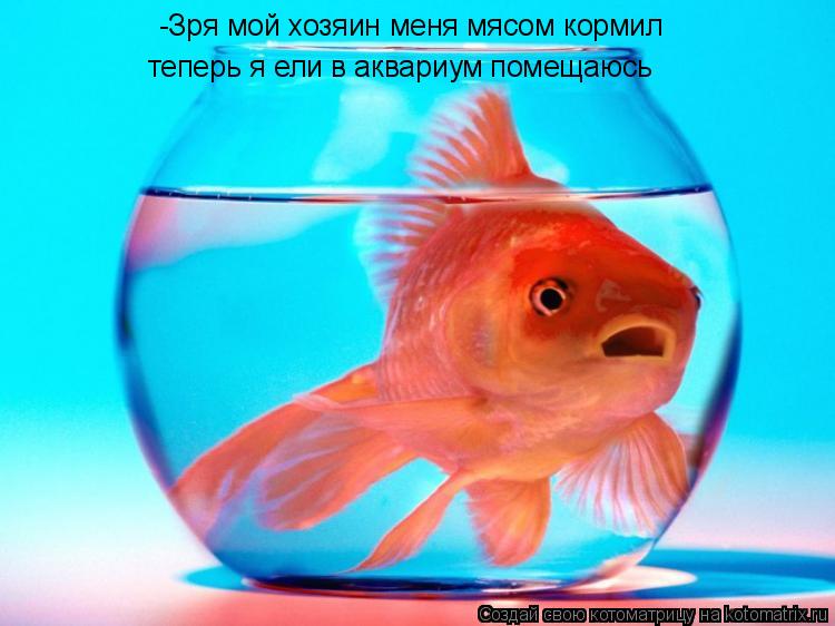 -Зря мой хозяин меня мясом кормил теперь я ели в аквариум помещаюсь... Котоматрица: -Зря мой хозяин меня мясом кормил теперь я ели в аквариум помещаюсь