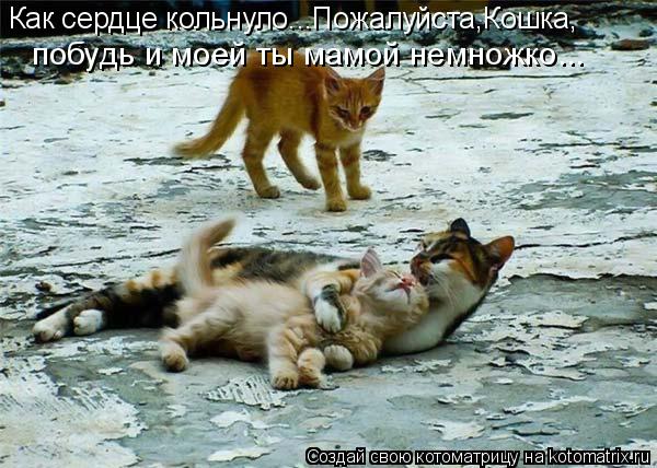 Котоматрица: Как сердце кольнуло...Пожалуйста,Кошка, побудь и моей ты мамой немножко...