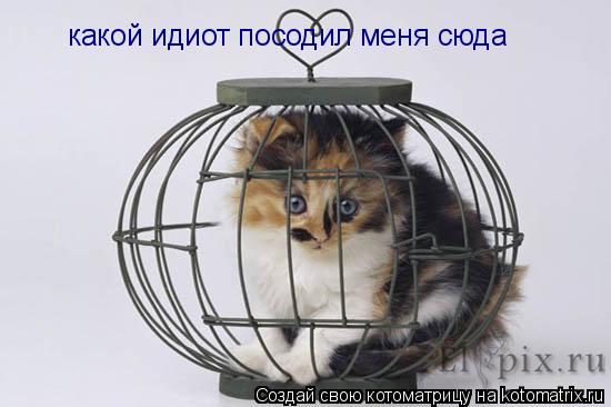 какой идиот посодил меня сюда... Котоматрица: какой идиот посодил меня сюда