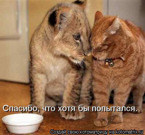 Спасибо, что хотя бы попытался…... Котоматрица: Спасибо, что хотя бы попытался…