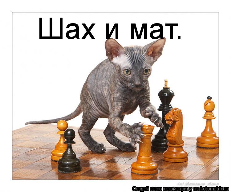 Шах и мат.... Котоматрица: Шах и мат.