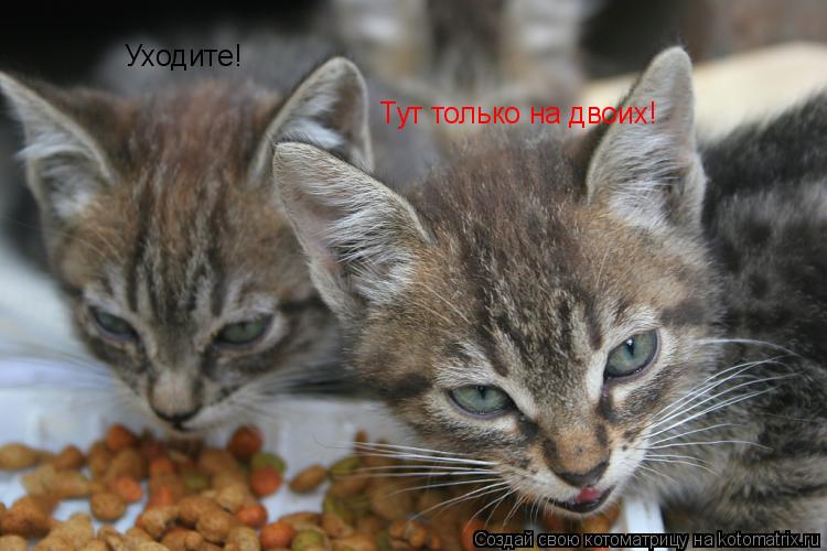 Уходите! Тут только на двоих!... Котоматрица: Уходите! Тут только на двоих!