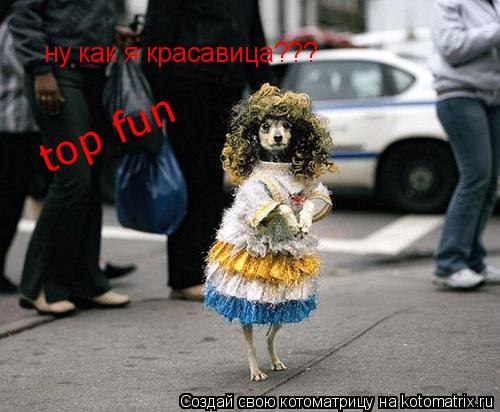 ну как я красавица??? top fun... Котоматрица: ну как я красавица??? top fun