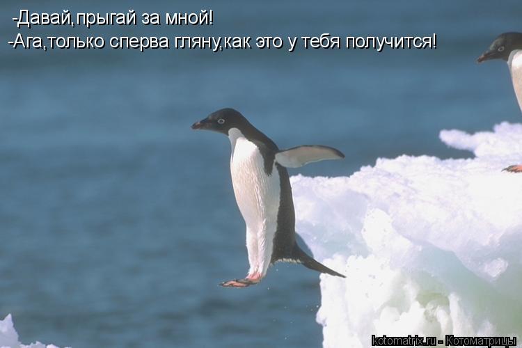 -Давай,прыгай за мной! -Ага,только сперва гляну,как это у тебя получится!... Котоматрица: -Давай,прыгай за мной! -Ага,только сперва гляну,как это у тебя получится!