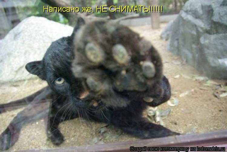 Написано же, НЕ СНИМАТЬ!!!!!!... Котоматрица: Написано же, НЕ СНИМАТЬ!!!!!!