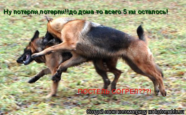 Ну потерпи,потерпи!!до дома то всего 5 км осталось! ПОСТЕЛЬ СОГРЕЛ???!... Котоматрица: Ну потерпи,потерпи!!до дома то всего 5 км осталось! ПОСТЕЛЬ СОГРЕЛ???!
