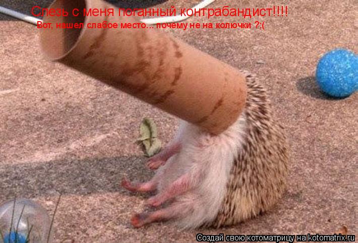 Слезь с меня поганный контрабандист!!!! Вот, нашел слабое место... почему не на колючки ?:(... Котоматрица: Слезь с меня поганный контрабандист!!!! Вот, нашел слабое место... почему не на колючки ?:(