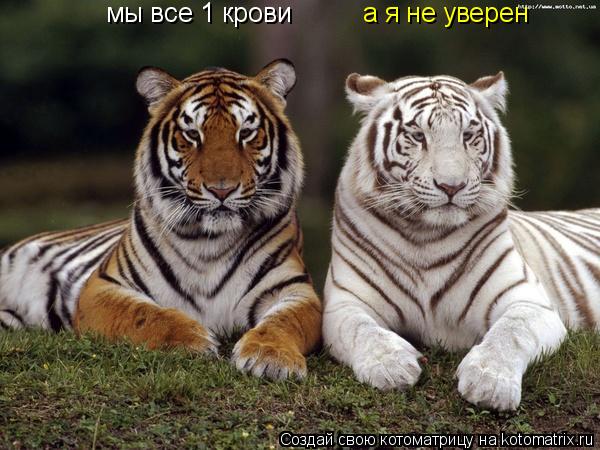 мы все 1 крови а я не уверен... Котоматрица: мы все 1 крови а я не уверен