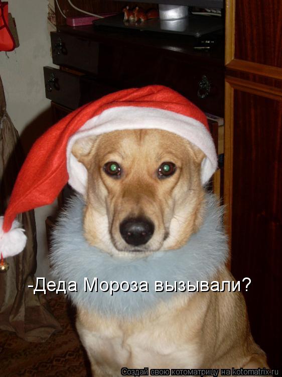 -Деда Мороза вызывали?... Котоматрица: -Деда Мороза вызывали?