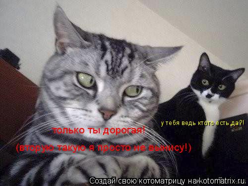 у тебя ведь ктото есть,да?! только ты дорогая! (вторую такую я просто не вынису!)... Котоматрица: у тебя ведь ктото есть,да?! только ты дорогая! (вторую такую я просто не вынису!)