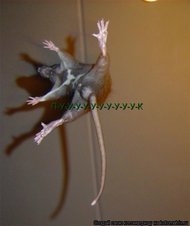П-У-У-У-У-У-У-У-У-У-У-К... Котоматрица: П-У-У-У-У-У-У-У-У-У-У-К
