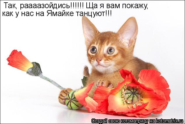 Так, раааазойдись!!!!!! Ща я вам покажу, как у нас на Ямайке танцуют!!!... Котоматрица: Так, раааазойдись!!!!!! Ща я вам покажу, как у нас на Ямайке танцуют!!!