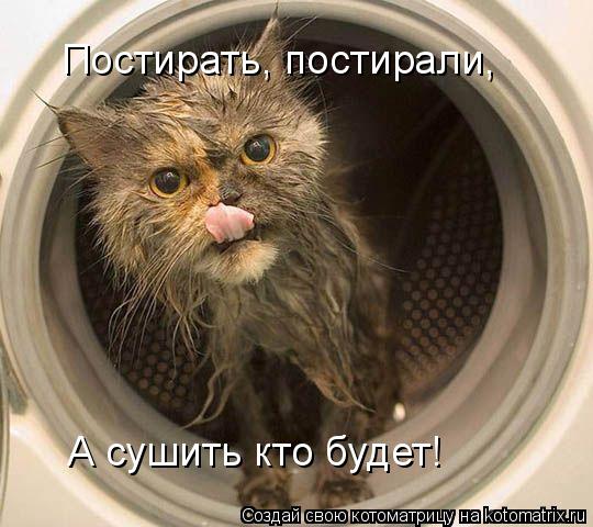 А сушить кто будет! Постирать, постирали,... Котоматрица: А сушить кто будет! Постирать, постирали,