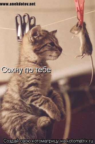 Сохну по тебе... Котоматрица: Сохну по тебе