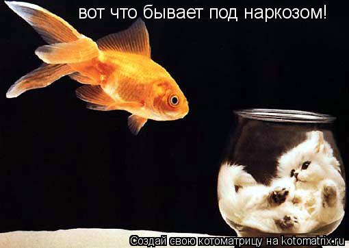 вот что бывает под наркозом!... Котоматрица: вот что бывает под наркозом!