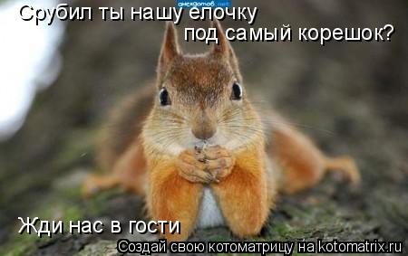 Срубил ты нашу елочку под самый корешок? Жди нас в гости... Котоматрица: Срубил ты нашу елочку под самый корешок? Жди нас в гости