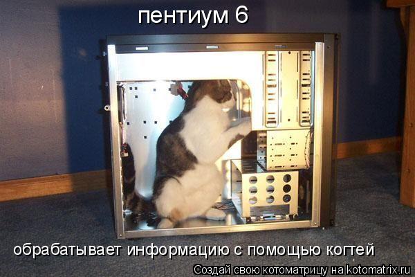 обрабатывает информацию с помощью когтей пентиум 6... Котоматрица: обрабатывает информацию с помощью когтей пентиум 6