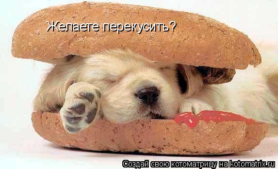 Желаете перекусить?... Котоматрица: Желаете перекусить?