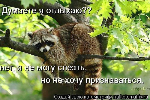 Думаете я отдыхаю?? нет, я не могу слезть, но не хочу признаваться.... Котоматрица: Думаете я отдыхаю?? нет, я не могу слезть, но не хочу признаваться.
