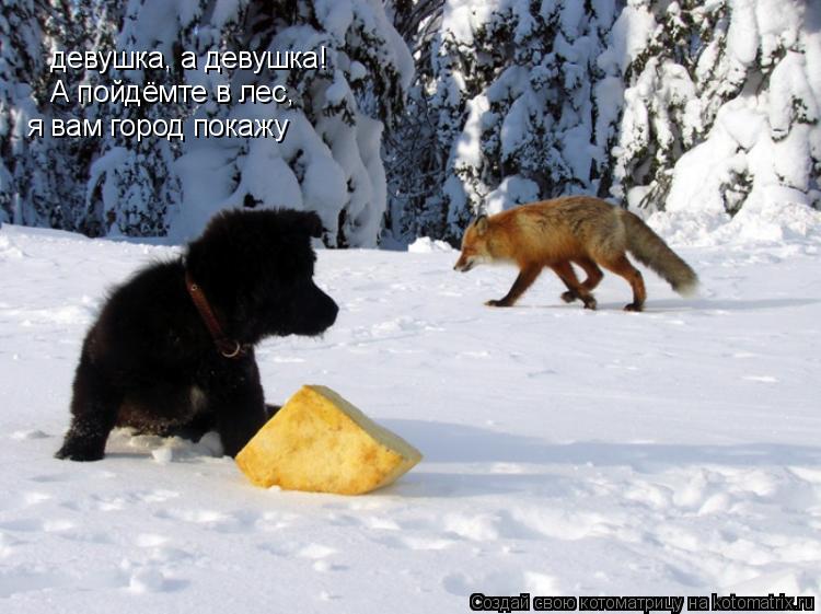 девушка, а девушка! А пойдёмте в лес, я вам город покажу... Котоматрица: девушка, а девушка! А пойдёмте в лес, я вам город покажу