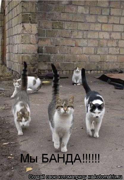 Мы БАНДА!!!!!!... Котоматрица: Мы БАНДА!!!!!!