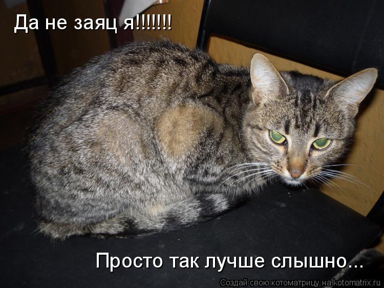 Да не заяц я!!!!!!! Просто так лучше слышно...... Котоматрица: Да не заяц я!!!!!!! Просто так лучше слышно...