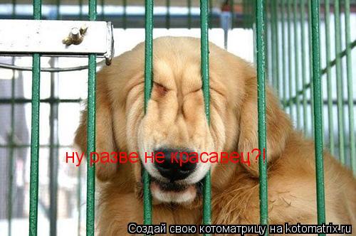 ну разве не красавец?!... Котоматрица: ну разве не красавец?!