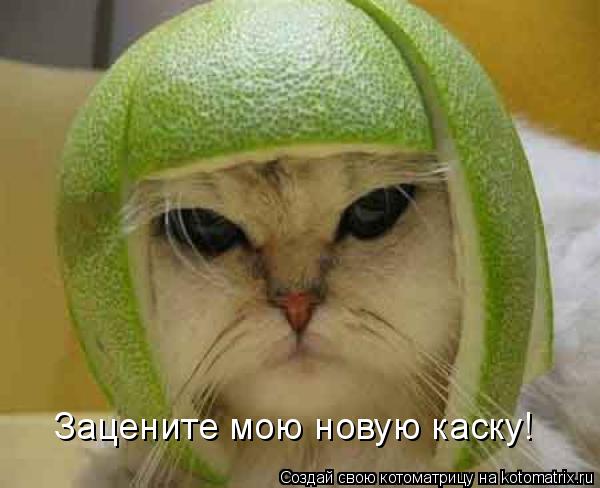 Зацените мою новую каску!... Котоматрица: Зацените мою новую каску!