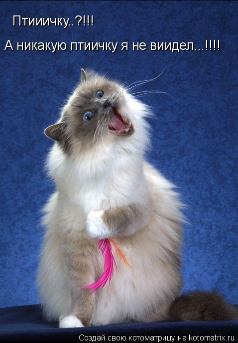 Птииичку..?!!! А никакую птиичку я не виидел...!!!!... Котоматрица: Птииичку..?!!! А никакую птиичку я не виидел...!!!!