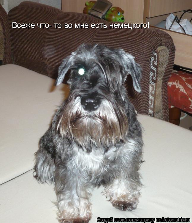 Всеже что- то во мне есть немецкого!... Котоматрица: Всеже что- то во мне есть немецкого!