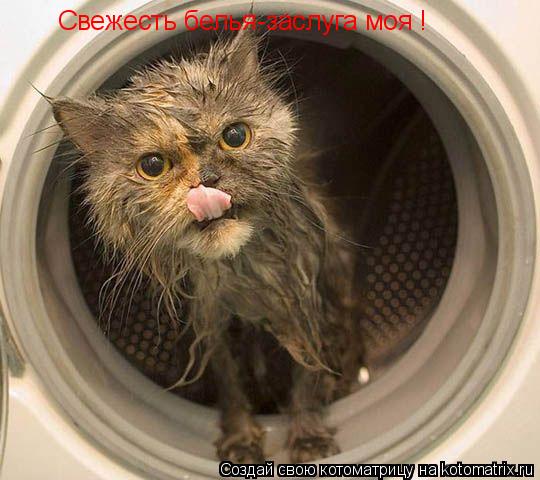 Свежесть белья-заслуга моя !... Котоматрица: Свежесть белья-заслуга моя !