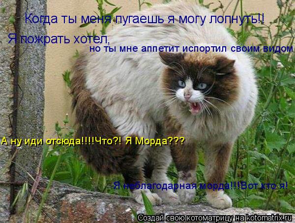 Когда ты меня пугаешь я могу лопнуть!! Я пожрать хотел, но ты мне аппетит испортил своим видом Я небл... Котоматрица: Когда ты меня пугаешь я могу лопнуть!! Я пожрать хотел, но ты мне аппетит испортил своим видом Я неблагодарная морда!!!Вот кто я! А ну иди отсю