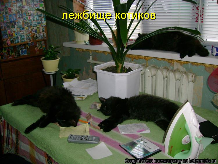 лежбище котиков... Котоматрица: лежбище котиков