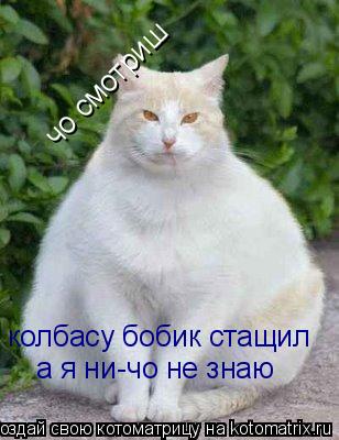 чо смотриш колбасу бобик стащил а я ни-чо не знаю... Котоматрица: чо смотриш колбасу бобик стащил а я ни-чо не знаю