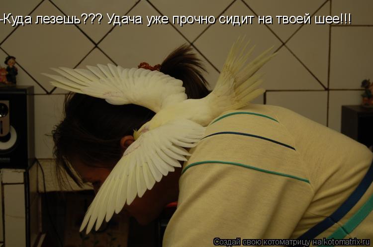 -Куда лезешь??? Удача уже прочно сидит на твоей шее!!!... Котоматрица: -Куда лезешь??? Удача уже прочно сидит на твоей шее!!!