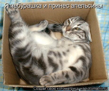 Я чебурашка и принес апельсины... Котоматрица: Я чебурашка и принес апельсины