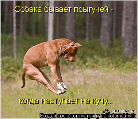 Собака бывает прыгучей - когда наступает на кучу...... Котоматрица: Собака бывает прыгучей - когда наступает на кучу...