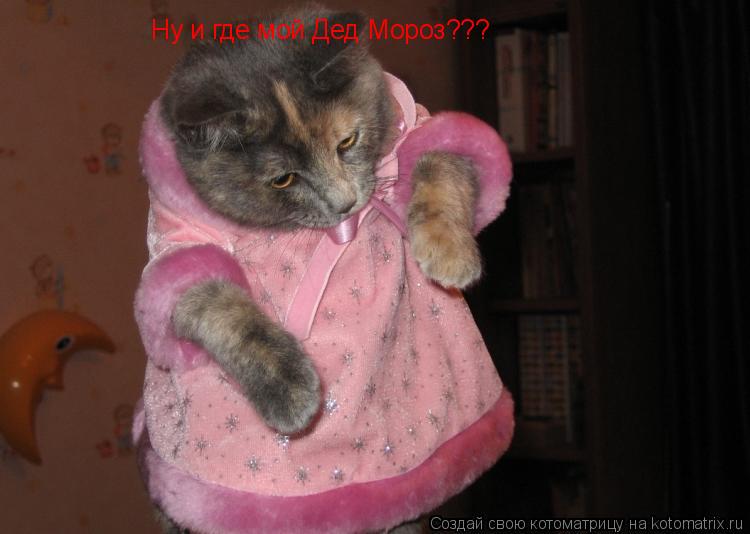Ну и где мой Дед Мороз???... Котоматрица: Ну и где мой Дед Мороз???