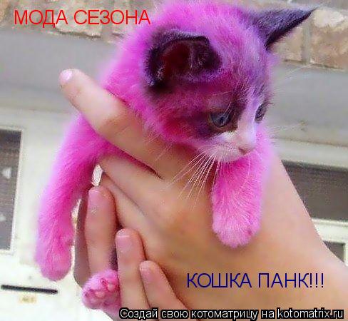 МОДА СЕЗОНА КОШКА ПАНК!!!... Котоматрица: МОДА СЕЗОНА КОШКА ПАНК!!!