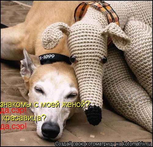 знакомы с моей женой? да,сэр! красавица? да,сэр!... Котоматрица: знакомы с моей женой? да,сэр! красавица? да,сэр!