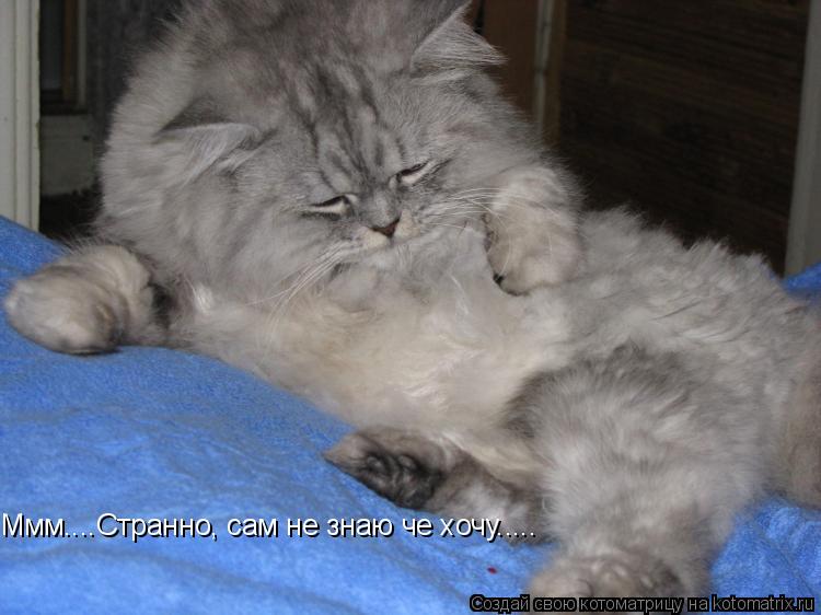 Ммм....Странно, сам не знаю че хочу........ Котоматрица: Ммм....Странно, сам не знаю че хочу.....