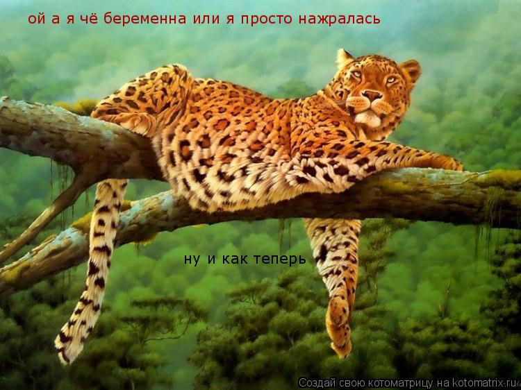 ой а я чё беременна или я просто нажралась ну и как теперь... Котоматрица: ой а я чё беременна или я просто нажралась ну и как теперь