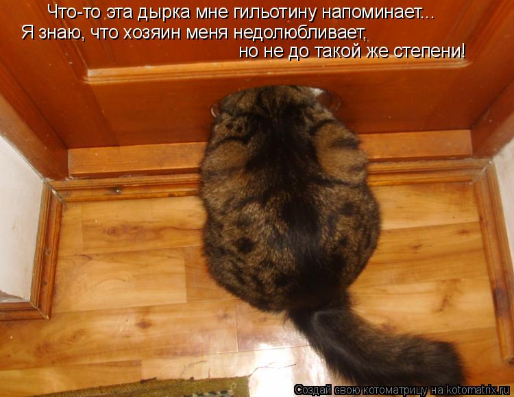 Что-то эта дырка мне гильотину напоминает... Я знаю, что хозяин меня недолюбливает, но не до такой ж... Котоматрица: Что-то эта дырка мне гильотину напоминает... Я знаю, что хозяин меня недолюбливает, но не до такой же степени!