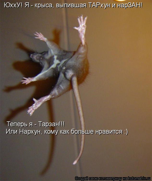 ЮххУ! Я - крыса, выпившая ТАРхун и нарЗАН! Теперь я - Тарзан!!! Или Нархун, кому как больше нравится... Котоматрица: ЮххУ! Я - крыса, выпившая ТАРхун и нарЗАН! Теперь я - Тарзан!!! Или Нархун, кому как больше нравится :)