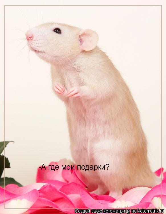 -А где мои подарки?... Котоматрица: -А где мои подарки?