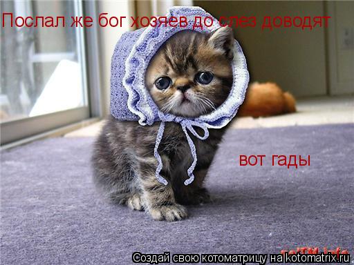 Послал же бог хозяев до слез доводят вот гады... Котоматрица: Послал же бог хозяев до слез доводят вот гады