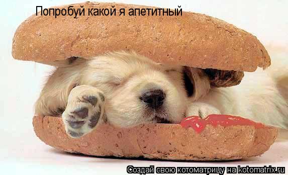 Попробуй какой я апетитный... Котоматрица: Попробуй какой я апетитный