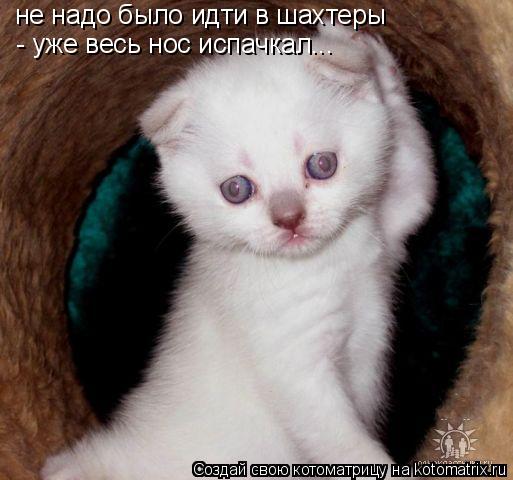 не надо было идти в шахтеры - уже весь нос испачкал...... Котоматрица: не надо было идти в шахтеры - уже весь нос испачкал...