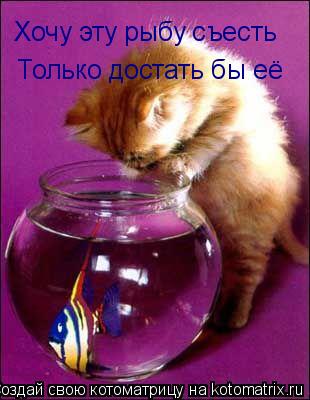 Хочу эту рыбу съесть Только достать бы её... Котоматрица: Хочу эту рыбу съесть Только достать бы её